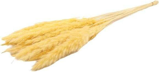Αποξηραμένο Φυτό Pampas grass Κίτρινο ED Collection