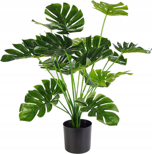Monstera În Ghiveci