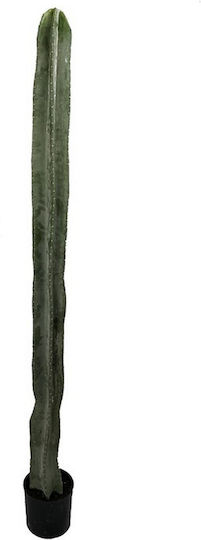 Κάκτος σε Γλάστρα Supergreens