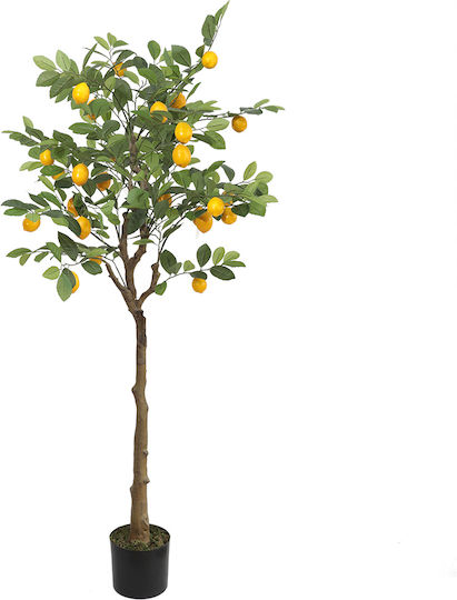 Outdoor Lemon Tree Yellow Newplan