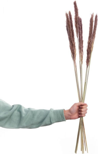 Florista Pampasgras 70cm Natur Kunststoff Florista Pampasgras 70cm Natur Kunststoff