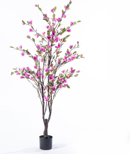 Pink Outdoor Magnolia Supergreens Pink Outdoor Magnolia Supergreens