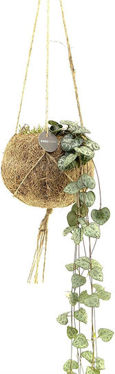 Hanging Plant “String Hearts” Kokodama