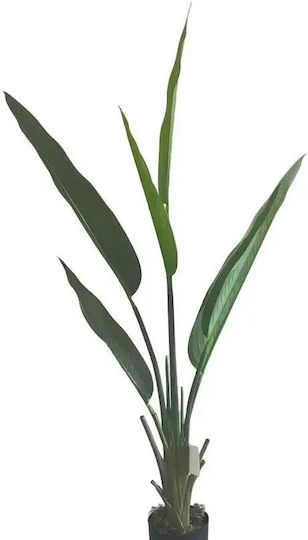 All Τεχνητό Φυτό Εξωτερικού Χώρου Strelitzia Ύψος 120cm All Τεχνητό Φυτό Εξωτερικού Χώρου Strelitzia Ύψος 120cm
