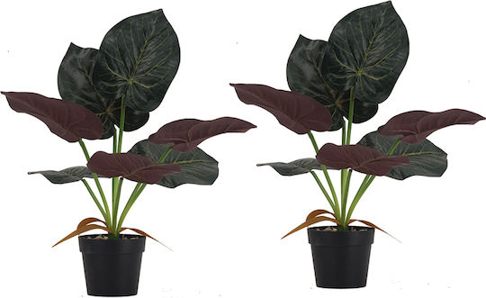 Alocasia in Pot 2 Pieces Artekko