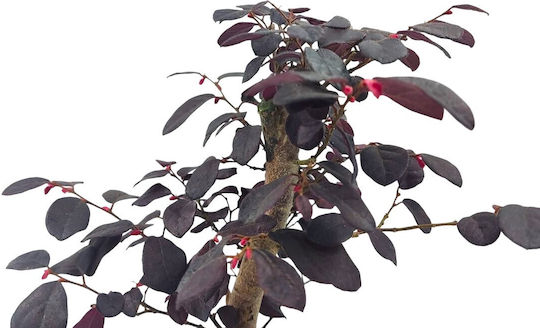 Бонсай “loropetalum Rubra” – 15 см Бонсай “loropetalum Rubra” – 15 см