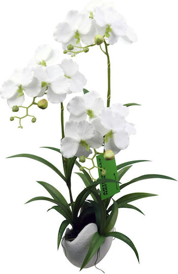 Outdoor Orchid White Supergreens