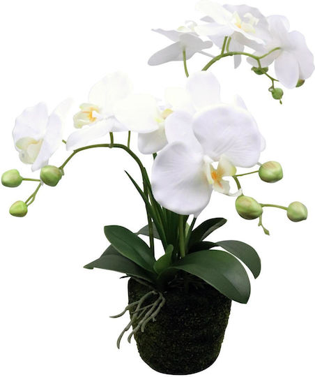 Orchid in Potted Plant White Supergreens Orchid in Potted Plant White Supergreens