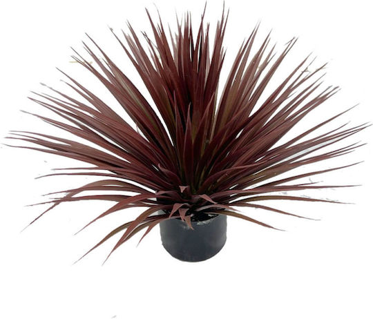 Supergreens Artificial Plant in Pot Aloe 50cm Supergreens Artificial Plant in Pot Aloe 50cm
