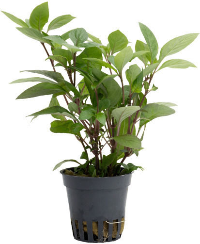 Stoffels Hygrophila Polysperma
