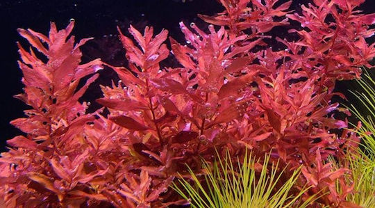 SonGrow Ζωντανό Φυτό Ενυδρείου Rotala
