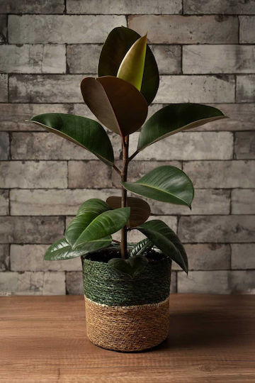 Handmade Wicker Decorative Plant Pot 16/16cm