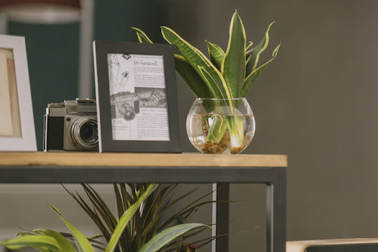 Planta Sansevieria Hidroponică Pentru Interior 12/25cm Con Transparent Din Sticlă 480ml
