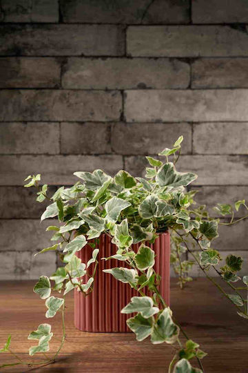 Aquaplant Ceramic Multicolour Plant Pot