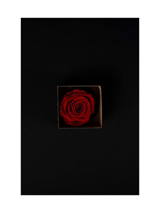 Trandafir Roșu Uscat Mic Cutie De Hârtie Design Inimă 5/5cm