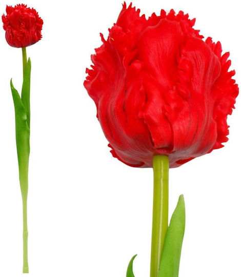 Tulpe Rote Saska Garden
