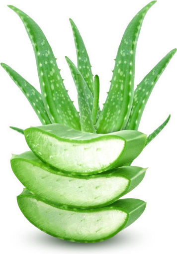 Urtekram Aloe Vera Anti-Dandruff Σαμπουάν κατά της Πιτυρίδας για Κανονικά Μαλλιά 250ml