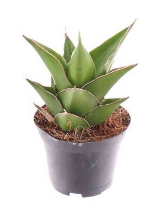 Sansevieria 'samurai' 6cm Sansevieria 'samurai' 6cm