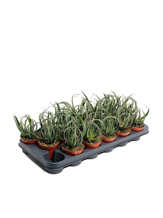 Aloe 'maidu' 8.5cm Aloe 'maidu' 8.5cm