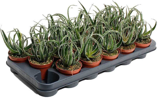 Aloe 'maidu' 8.5cm Aloe 'maidu' 8.5cm