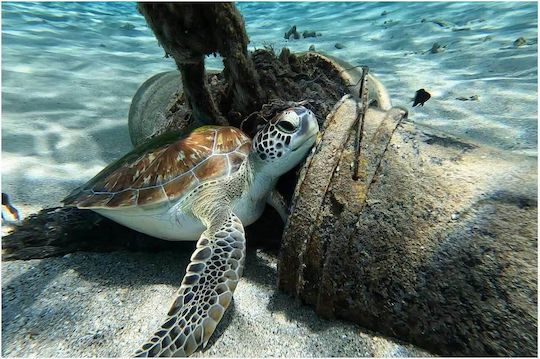 Painting Sea Turtle Resting Underwater Marine Turtle Resting Underwater 120x80