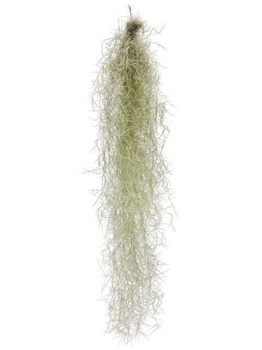 Tillandsia Usneoides In Shell Premium