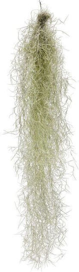 Tillandsia Usneoides În Coajă Premium