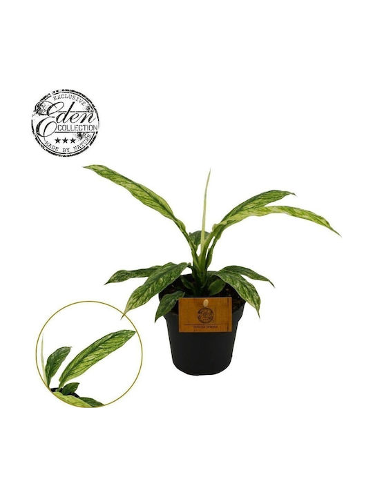 Σπαθίφυλλο Spathiphyllum Sensation Varigated Σπαθίφυλλο Spathiphyllum Sensation Varigated