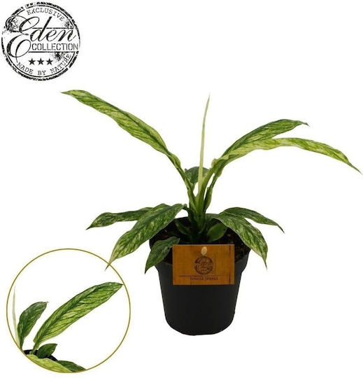 Spathiphyllum Sensation Variegata
