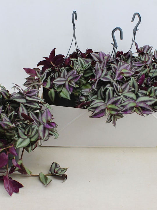 Τηλέγραφος Tradescanthia Zebrina Purpusii Τηλέγραφος Tradescanthia Zebrina Purpusii