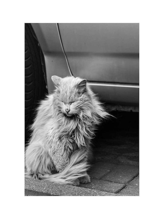 Πίνακας Black White Cat Sitting By A Car Ασπρόμαυρη Γάτα Κάθεται Δίπλα Ένα Αυτοκίνητο 60x90