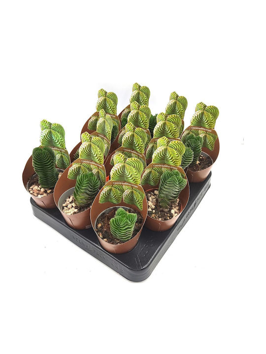 Succulent Crassula Buddha’s Temple