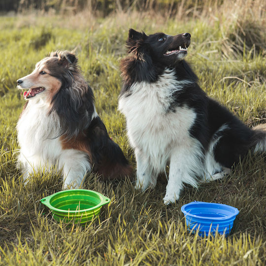 Petigio Futter- / Trinknapf-Schale für Hund & Katze Silikon