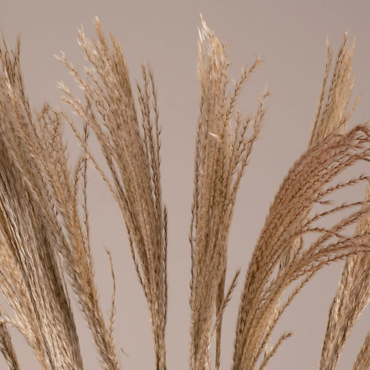 Globostar Miscanthus 36539 Dried Miscanthus Plant Bouquet of Decorative Beige Branches H140cm Set of 10 Pieces Globostar Miscanthus 36539 Dried Miscanthus Plant Bouquet of Decorative Beige Branches H140cm Set of 10 Pieces