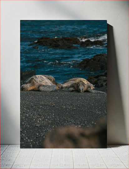 Sea Turtles On Rocky Shore Θαλάσσιες Χελώνες Στη Βραχώδη Ακτή Sea Turtles On Rocky Shore Θαλάσσιες Χελώνες Στη Βραχώδη Ακτή