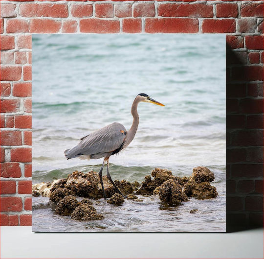 Heron By The Sea Ερωδιός Δίπλα Στη Θάλασσα Heron By The Sea Ερωδιός Δίπλα Στη Θάλασσα