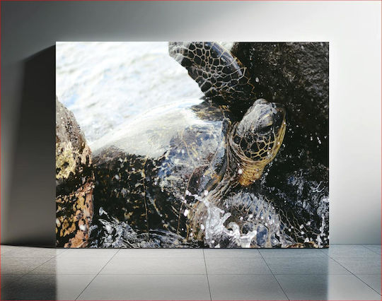 Sea Turtle At The Shore Θαλάσσια Χελώνα Στην Ακτή 1 σε Καμβά Sea Turtle At The Shore Θαλάσσια Χελώνα Στην Ακτή 1 σε Καμβά