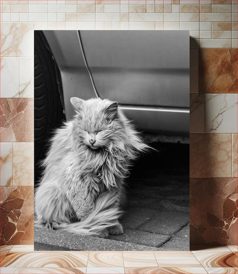 Black And White Cat Sitting By A Car Ασπρόμαυρη Γάτα Που Κάθεται Δίπλα Σε Ένα Αυτοκίνητο