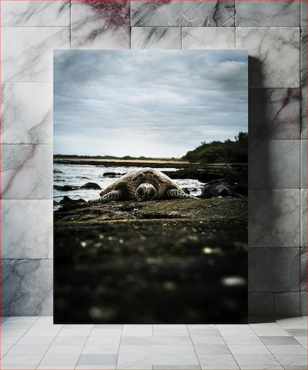 Sea Turtle On Rocky Shore Θαλάσσια Χελώνα Στη Βραχώδη Ακτή 1 σε Καμβά Sea Turtle On Rocky Shore Θαλάσσια Χελώνα Στη Βραχώδη Ακτή 1 σε Καμβά