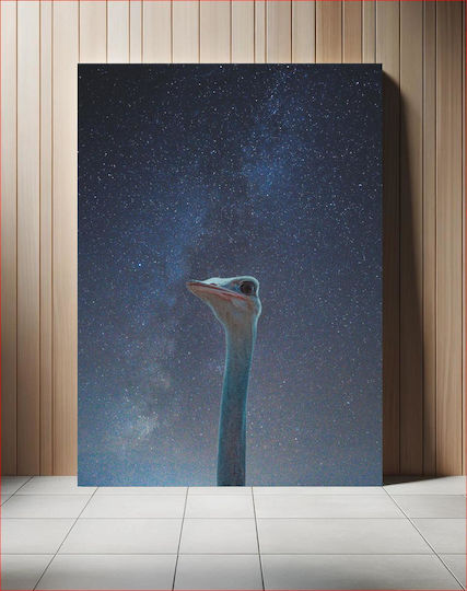 Ostrich Gazing Into The Stars Στρουθοκάμηλος Που Κοιτάζει Στα Αστέρια