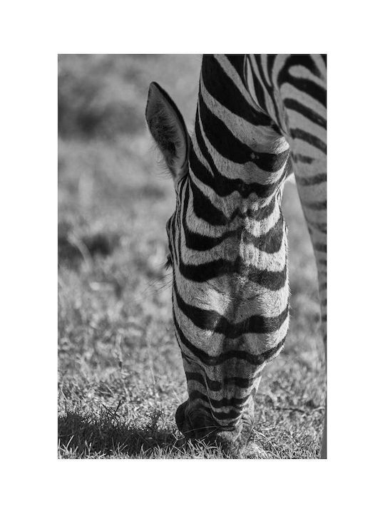 Панел Grazing Zebra В Черно И Бяло Зебра На Паша 100x150