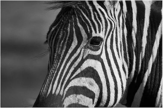 iLovePrints Gemälde Schwarz Weiß Zebra 100x70