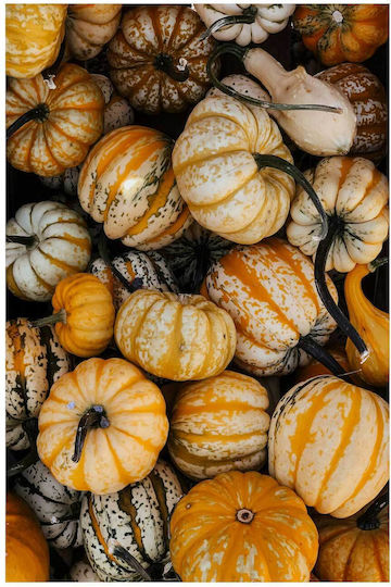 iLovePrints Gemälde Harvest Bunte Kürbisse Ernte 100x150