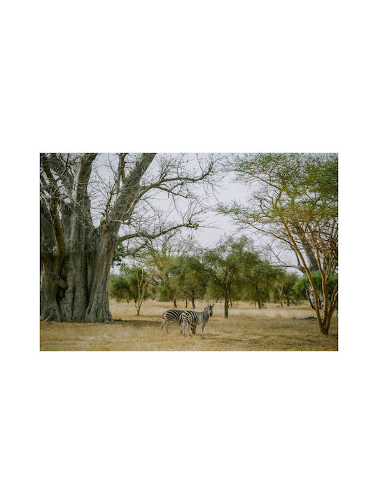 Πίνακας Zebras Under Baobab Tree Ζέβρες Κάτω Δέντρο Baobab 100x70
