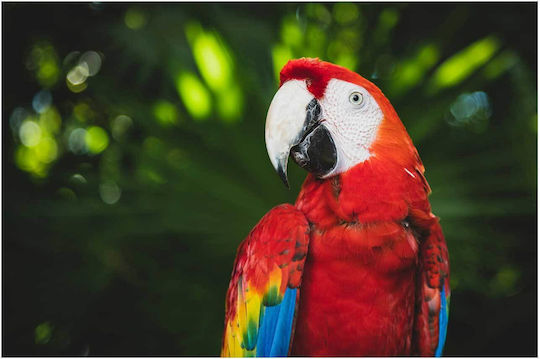 Панел Colorful Parrot In Nature Многоцветен Папагал В Природата 150x100
