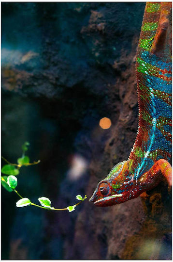 Πίνακας Colorful Chameleon Πολύχρωμος Χαμαιλέοντας 70x100