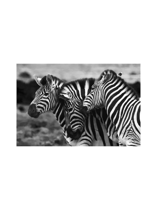 Панел Graceful Zebras В Черно И Бяло Хубави Зебри Черно-Бял 100x70
