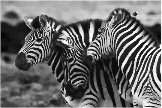 Πίνακας Graceful Zebras In Black White Χαριτωμένα Ζέβρες Ασπρόμαυρο 100x70