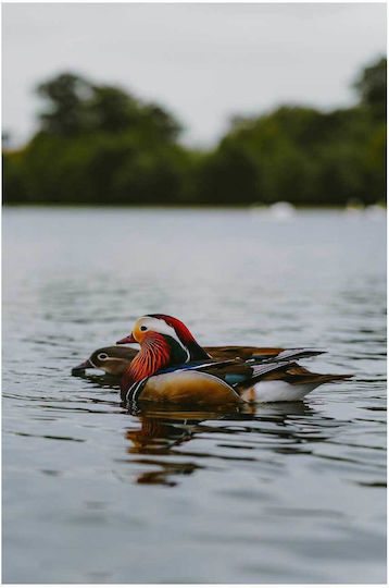 Panou Colorful Ducks On A Lake Polihrome Rațe Un Lac 70x100