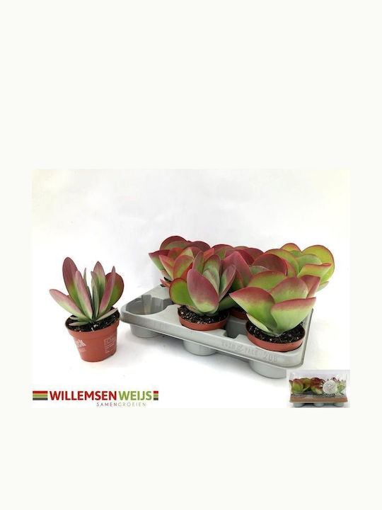 Kalanchoe Thyrsiflora